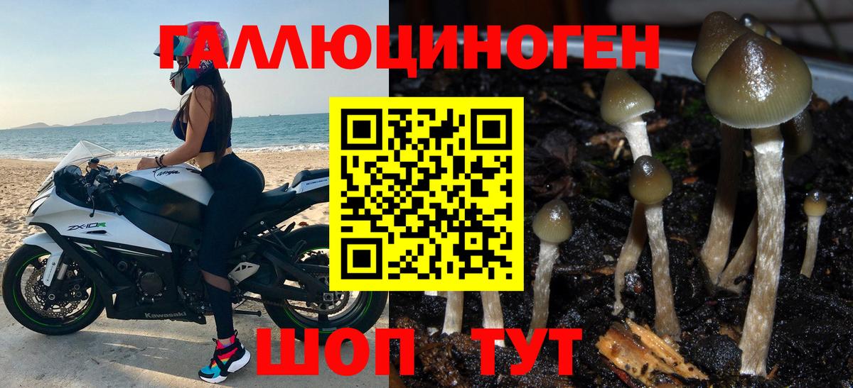 Канаш  купить  сайты  Вход с VPN  Псилоцибиновые грибы GOLDEN TEACHER  Галлюциногенные грибы Magic Shrooms 